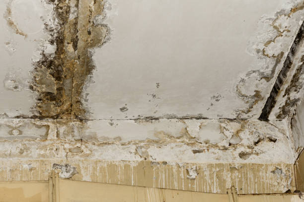 Best Mold Documentation for Insurance Claims  in West Wyomissing, PA