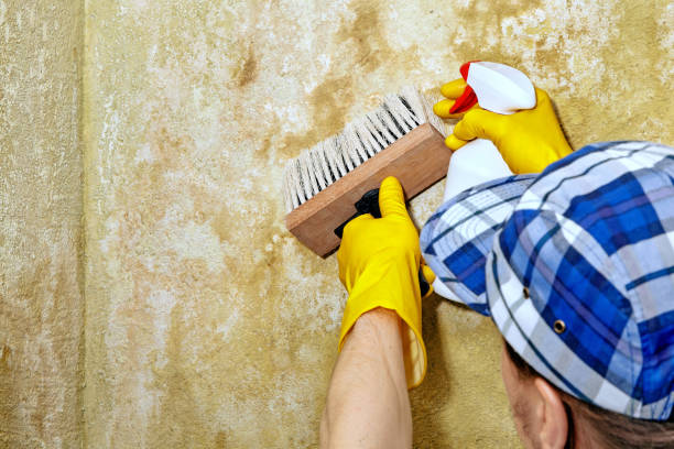  West Wyomissing, PA Mold Removal Pros
