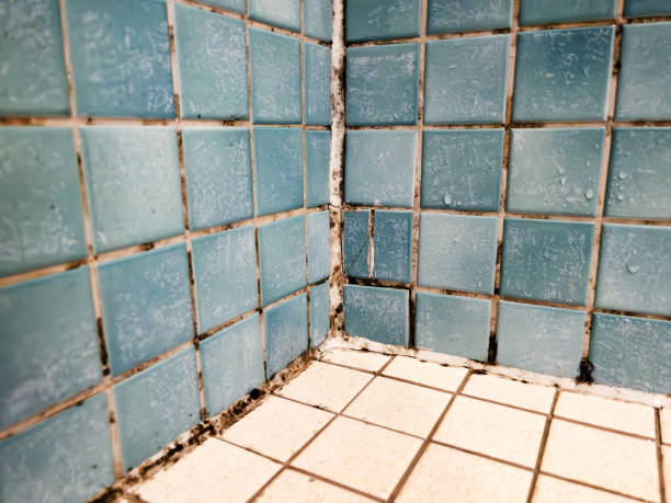 Best Attic Mold Removal  in West Wyomissing, PA