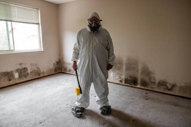 Mold Odor Removal Services in West Wyomissing, PA